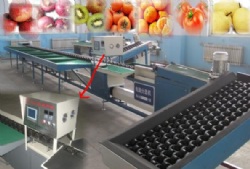Electronic automatic fruit sorting machineXGJ-DN