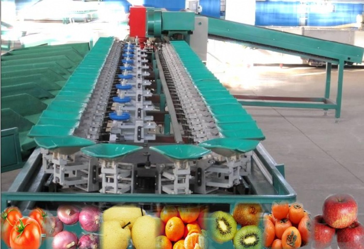 Asia Ellipse automatic fruits sorting machine, apple