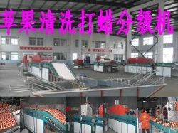 apple cleaning drying waxing and sorting machine, orange washing drying and waxing machineFXX-GDL2